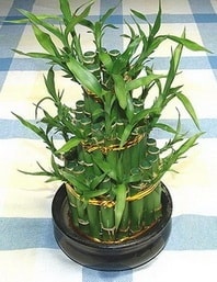 Ankara �i�ek firmam�zdan Lucky Bamboo �ans mele�i �i�e�i bambu �i�e�i