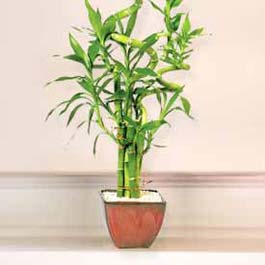 14 �ubat sevgililer g�n� firmam�zdan Lucky Bamboo �ans mele�i �i�e�i bambu �i�e�i